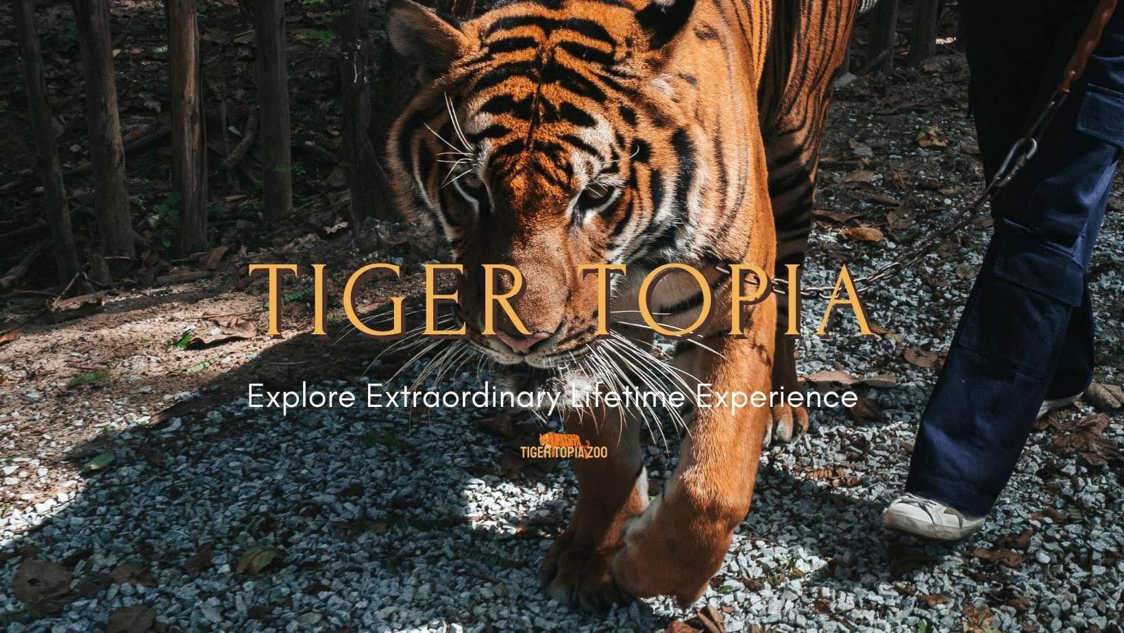 Tiger Topia Sriracha Zoo